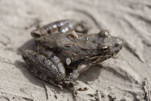 Image of Blanchard's Cricket Frog