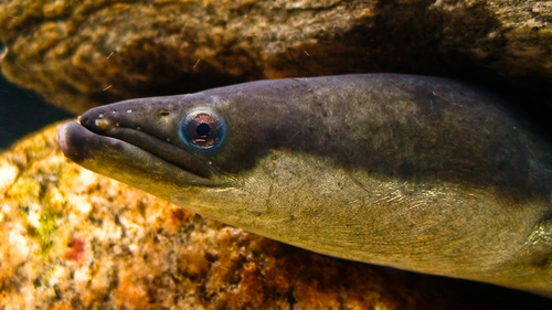 Image of American Eel