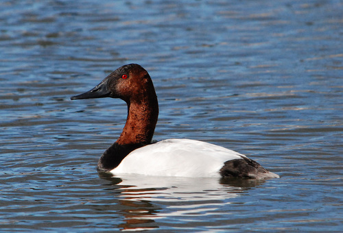 Image of Canvasback