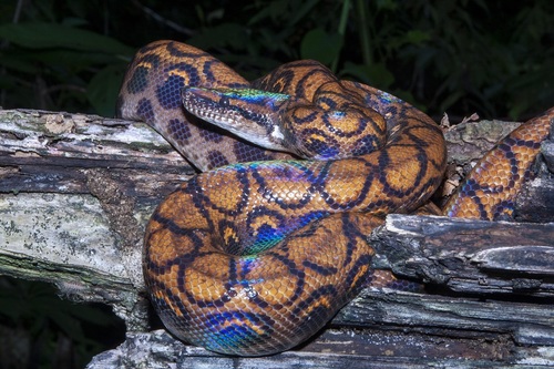 Image of Rainbow Boa