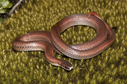 Image of Sharp-tailed snake