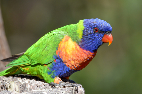 Image of Rainbow Lorikeet