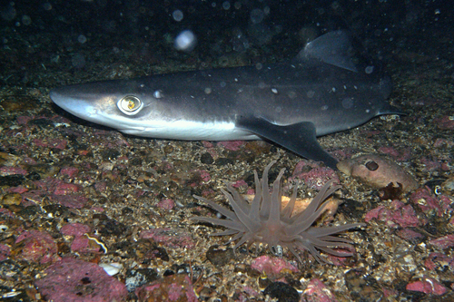 Image of Spiny Dogfish