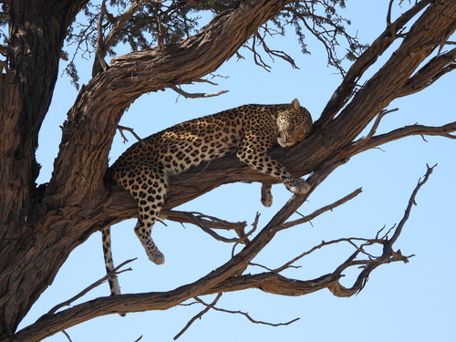 Image of Leopard