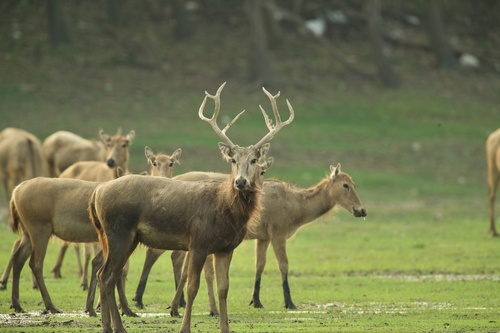 Image of Père David's deer