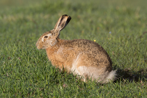 Image of European Hare