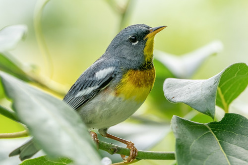 Image of Northern Parula