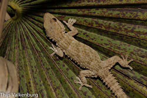 Image of Moorish Gecko