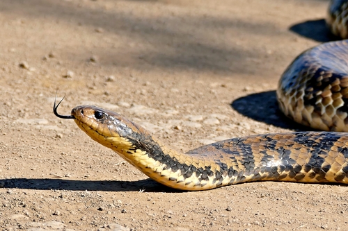 Image of False Water Cobra