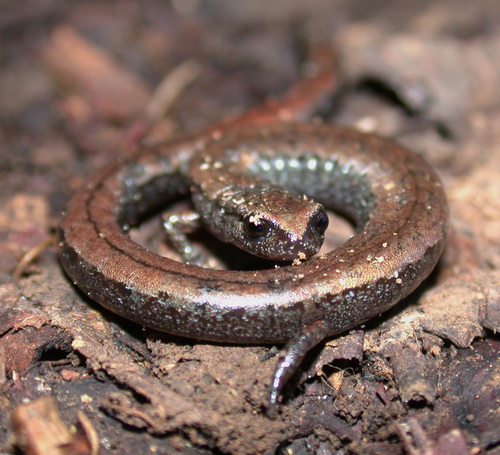 Image of California Slender Salamander