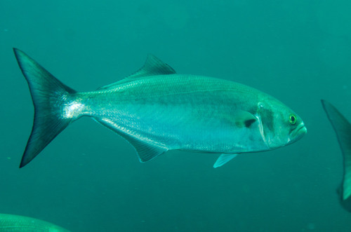 Image of Bluefish