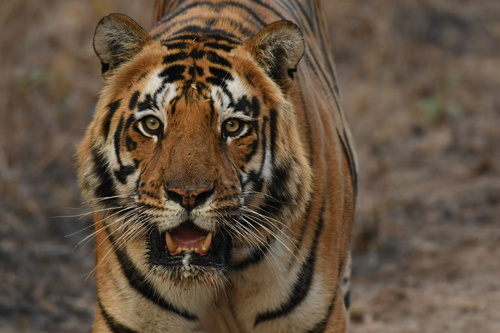 Image of Tiger