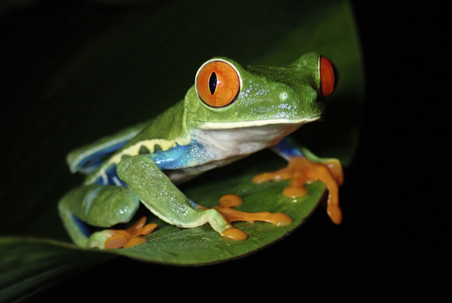 Image of Red-eyed Tree Frog