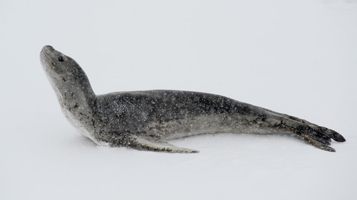 Image of Leopard Seal