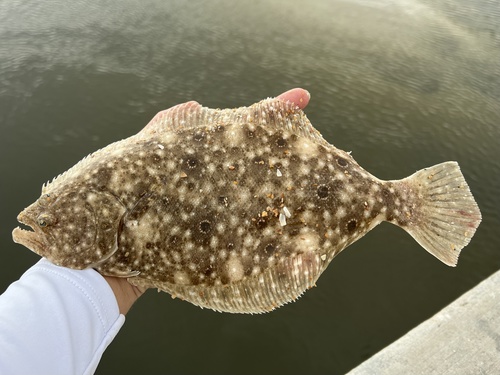 Image of Summer Flounder