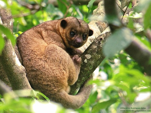 Image of Kinkajou