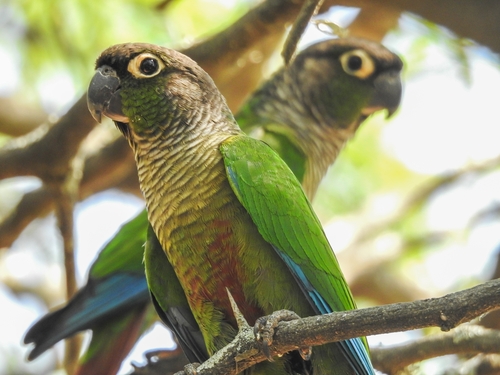 Image of Green-cheeked Parakeet