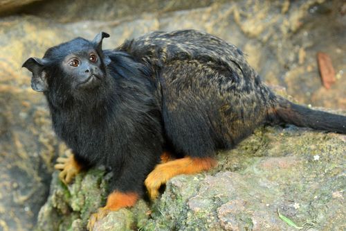 Image of Golden-handed Tamarin