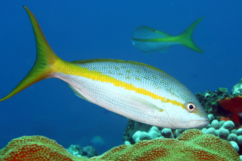 Image of Yellowtail Snapper