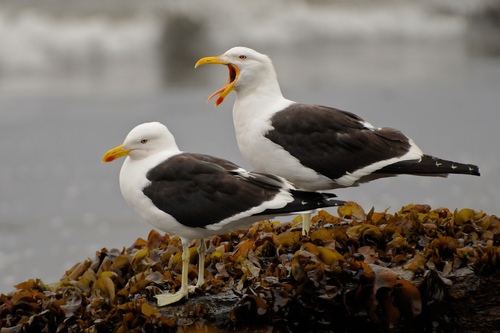 Image of Kelp Gull