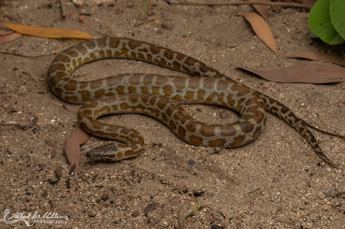 Image of Spotted Python