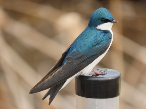 Image of Tree Swallow