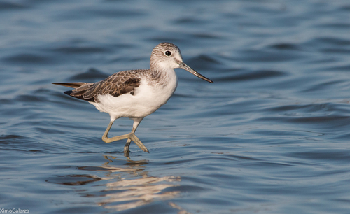 Image of Common Greenshank