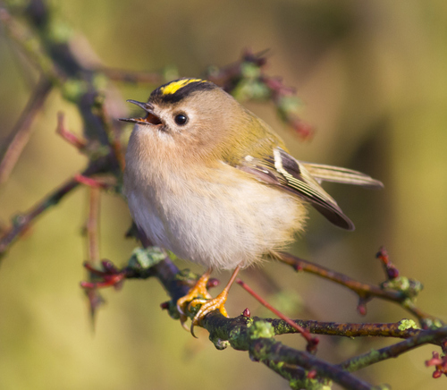 Image of Goldcrest