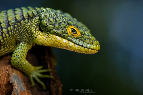 Image of Mexican Alligator Lizard