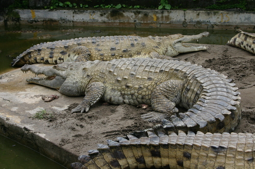 Image of Orinoco Crocodile