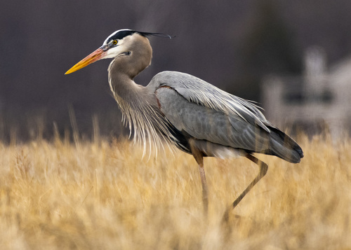 Image of Great Blue Heron