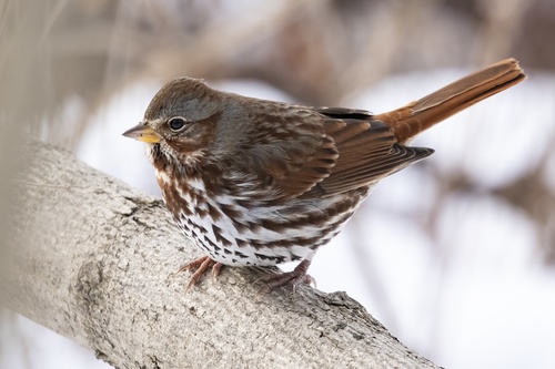 Image of Fox Sparrow