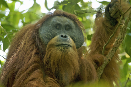 Image of Tapanuli orangutan