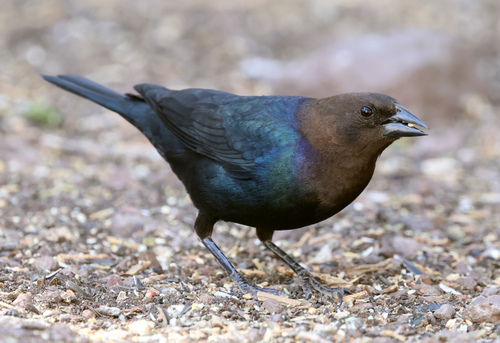 Image of Brown-headed Cowbird