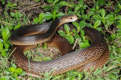 Image of Coastal Taipan