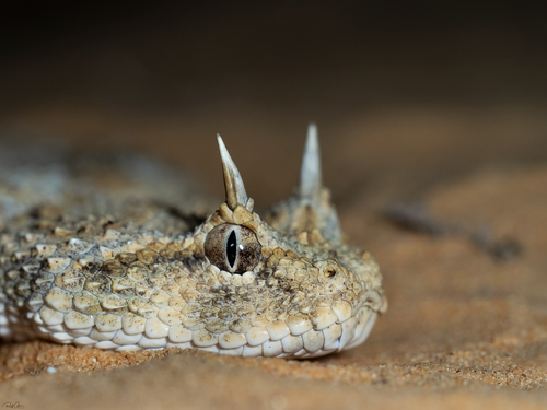 Image of Horned Viper