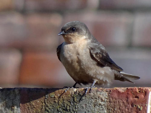 Image of Rock Martin