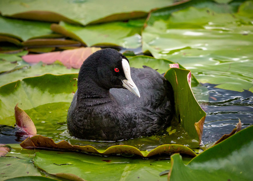 Image of Eurasian Coot