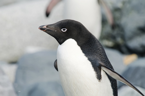 Image of Adélie Penguin