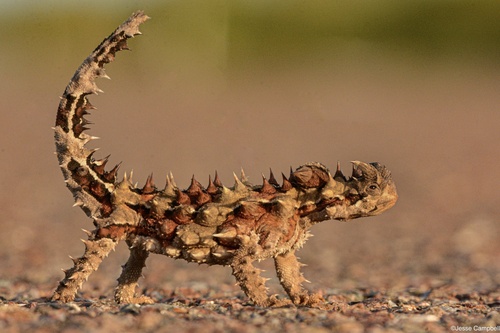 Image of Thorny Devil