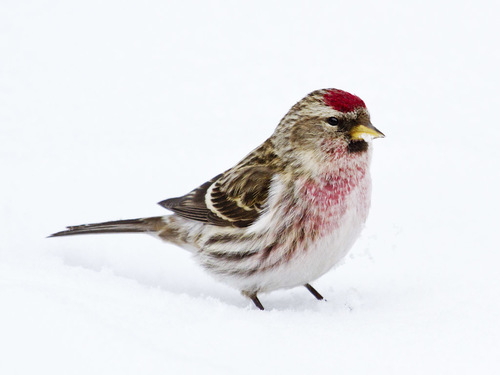 Image of Common Redpoll