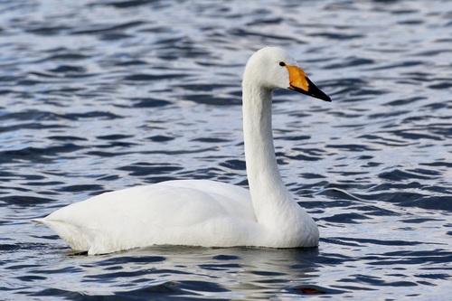Image of Whooper Swan