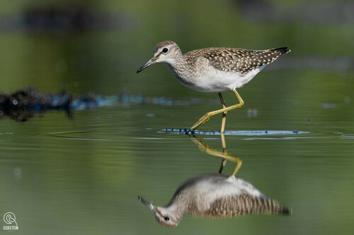 Image of Wood Sandpiper