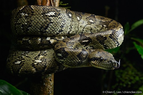 Image of Madagascar Tree Boa