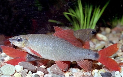 Image of Rainbow Shark