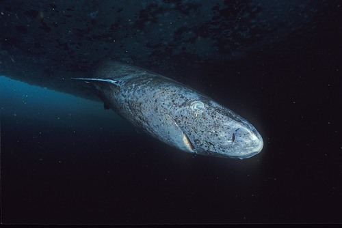 Image of Greenland shark