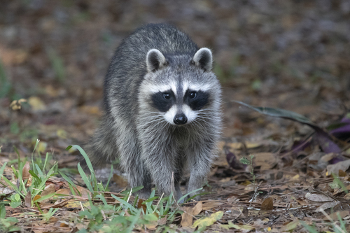 Image of Raccoon