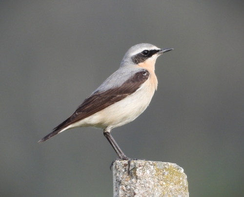 Image of Northern Wheatear