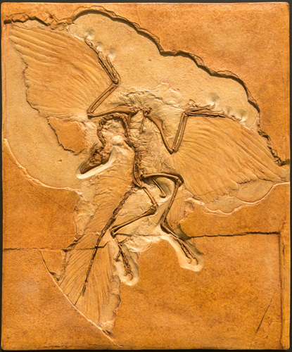 Image of Archaeopteryx