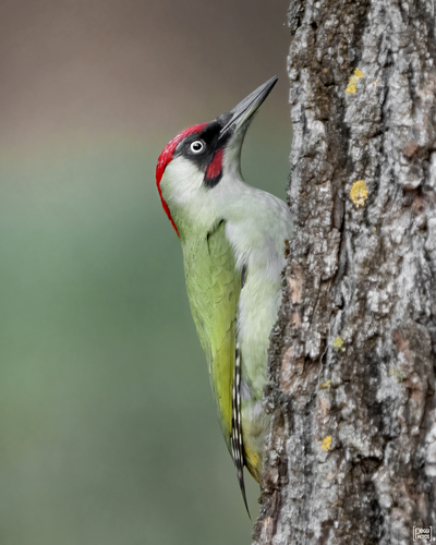 Image of European Green Woodpecker